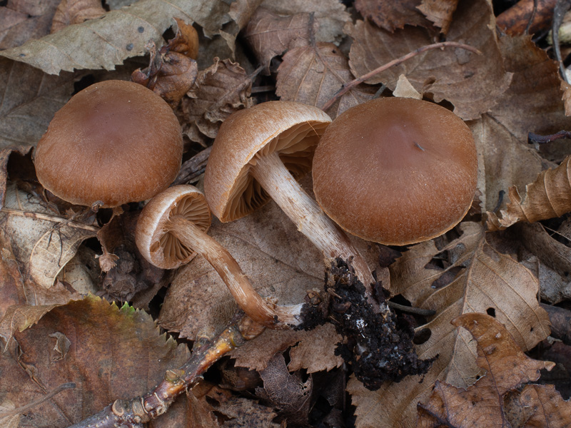 Cortinarius epipurrus Cortinarius epipurrus